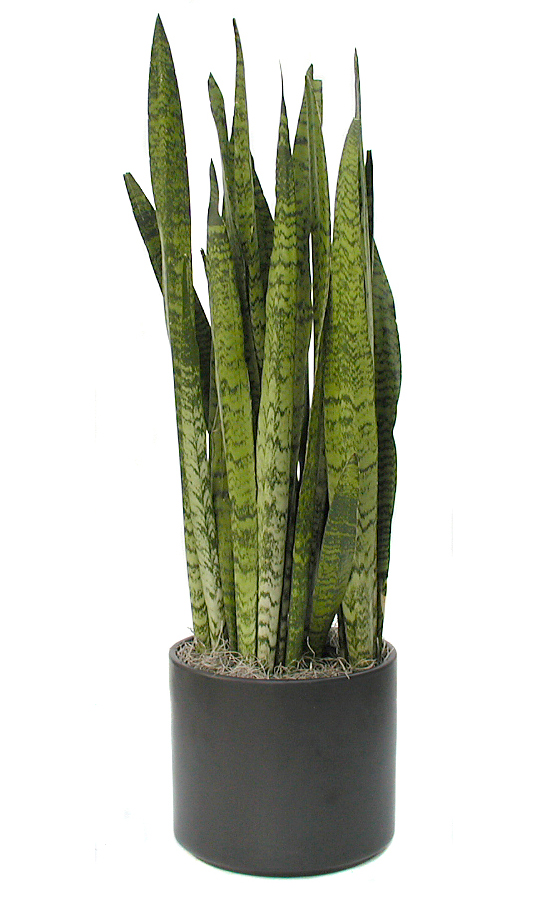 Chinese Snake Plant