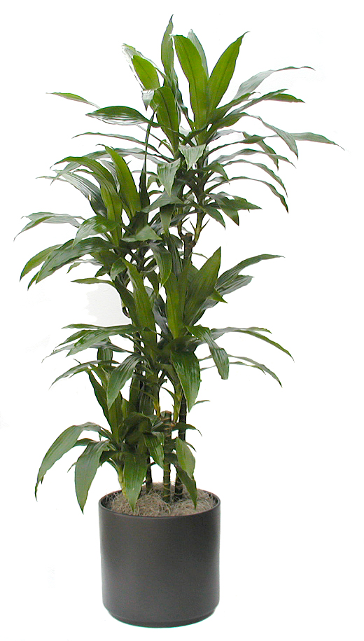 Dracaena Craigii - Emerald Isle Plants