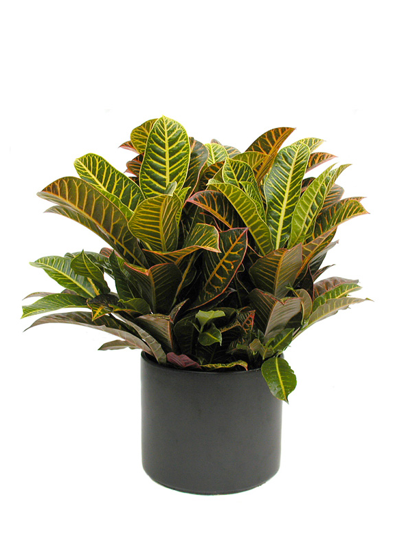 Plants Emerald Isle Plants Plants Emerald Isle Plants