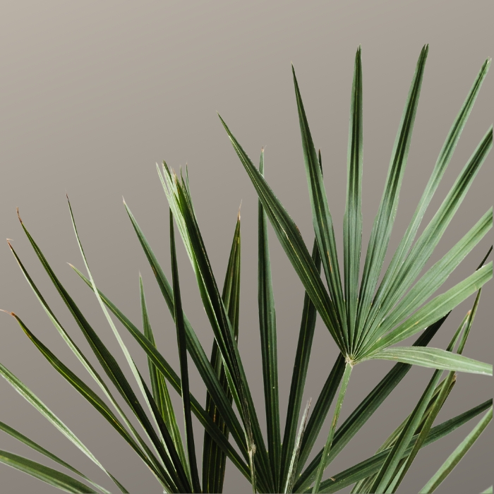 Bamboo Palm Plant close up at Emerald Isle Tropical Plants, Inc.