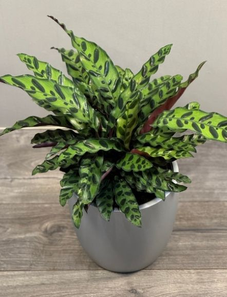 Medium Light Plant - Calathea Lancifolia (Rattlesnake plant)