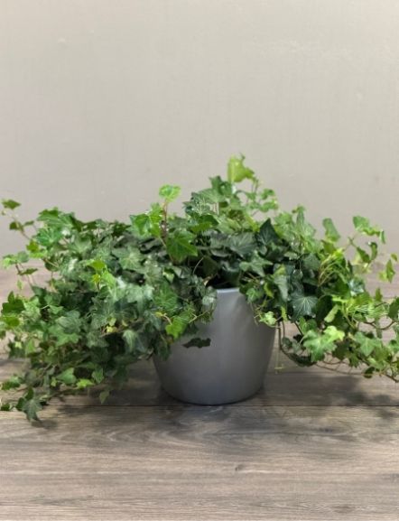Hedera helix (English Ivy) Medium Light Plant