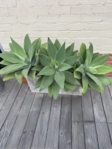 Our Services at Emerald Isle Tropical Plants